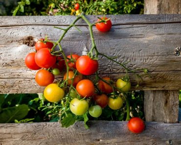 Dit is hoe je tomaten kweekt in eigen tuin