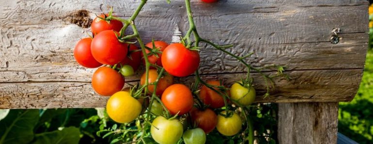 Dit is hoe je tomaten kweekt in eigen tuin