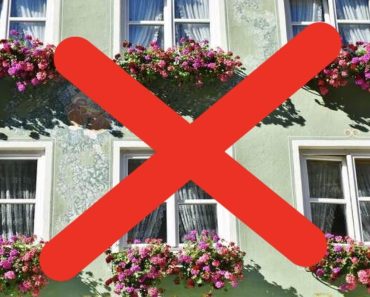 Deskundigen waarschuwen: Plaats géén geraniums in de tuin en op het balkon