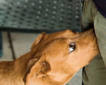 Aha! Dit is dus de reden waarom een hond met z’n neus aan je kruis snuffelt!