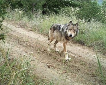 Experts waarschuwen: Dít is hoe jij je moet gedragen als je een wolf tegenkomt! (het kan je leven redden)