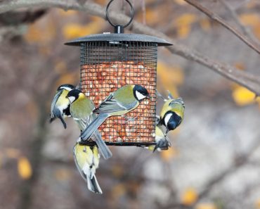 Dit zijn de restjes uit je keuken die je aan de vogeltjes kunt geven!