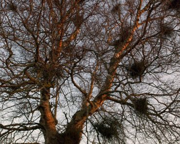 Wat zijn die “heksenbezems” die je weleens in bomen ziet? (nee het zijn geen vogelnestjes)