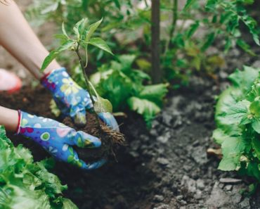 Dit is wat je deze maand al in de tuin moet doen voor een mooie zomertuin!