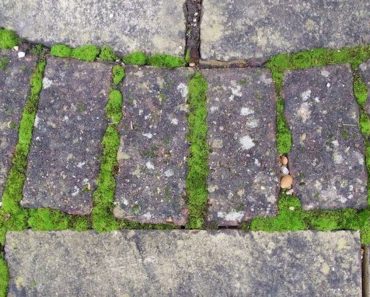 Supertip: zo verwijder je simpel en snel mos uit de tuin of het terras