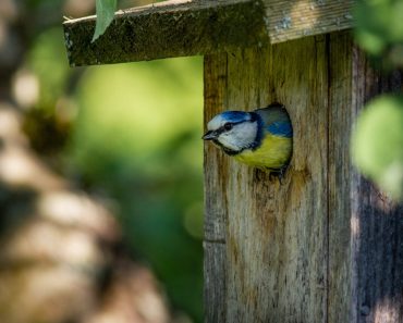 Aha! Zo krijg je broedende vogels in je huisje (ik ga het gelijk uitproberen)