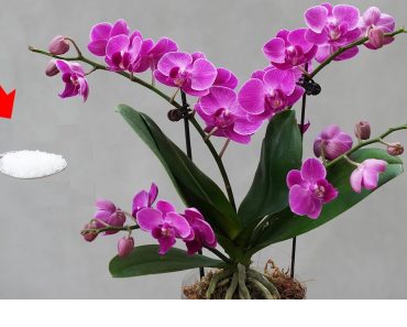 Voeg 1 theelepel van dit toe aan je orchideeën: ze zijn nog nooit zo gezond en mooi geweest!