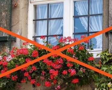 Deskundigen waarschuwen: Plaats géén geraniums in de tuin en op het balkon