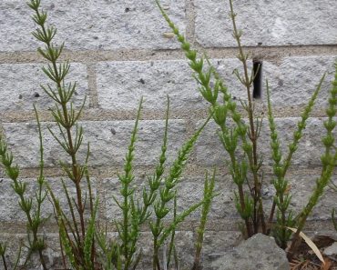 Zo kom je van dat irritante Heermoes af in de tuin