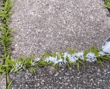 Ik had last van onkruid in mijn tuin, maar toen ik dit eroverheen strooide was het binnen enkele uren weg!