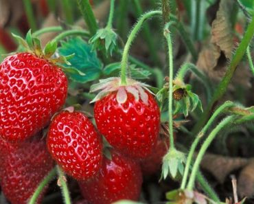 Aardbeien bederven snel: deze boer geeft een briljante tip om ze veel langer vers te houden