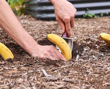 Begraaf eens een banaan in de tuin: dit gebeurt er na 7 dagen