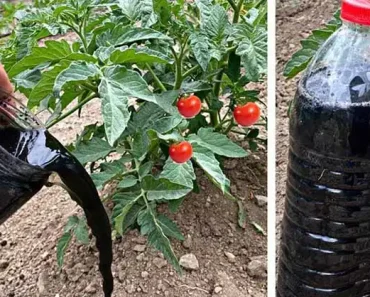 Gooi koffiedik niet weg! Zie wat er gebeurt als je het in de tuin strooit