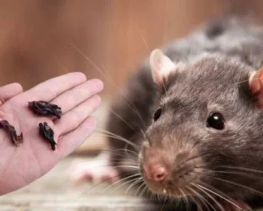 Een handjevol specerijen is voldoende om muizen en ratten voor altijd te laten verdwijnen uit je huis