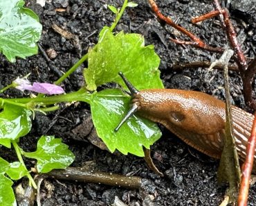 Naaktslakken vreten je tuin kaal, maar wat kun je ertegen doen?