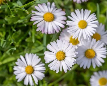 Heb jij madeliefjes in de tuin? Verwijder ze dan niet!